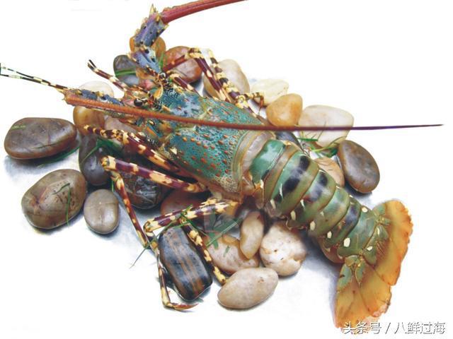 锦绣龙虾，曾经的中国龙虾之王！如今你在哪里？