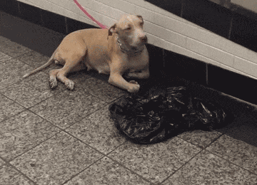 壁纸 动物 狗 狗狗 360_260 gif 动态图 动图