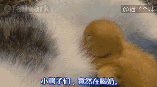 微信搜索【爆笑gif图】(微信号:gifaaa) 各种无节操,有内涵,性感动图