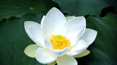 颜色与翻译系列六：白莲花