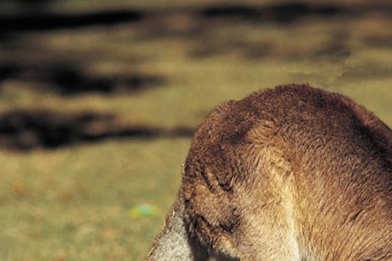 自动驾驶技术的劲敌登场 沃尔沃在澳大利亚遇到难题