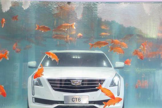 这辆跑车究竟有何神奇？竟连满池的金鱼都围着转！