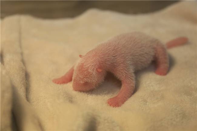 该基地雌性大熊猫"晶晶",产下一只雄性健康宝宝,初生体重为189g