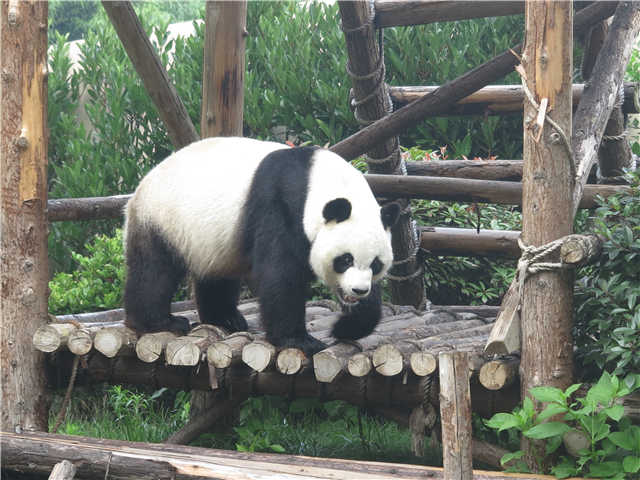 网红大熊猫