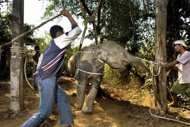 为什么这么多人不去泰国骑大象了?我看完再不