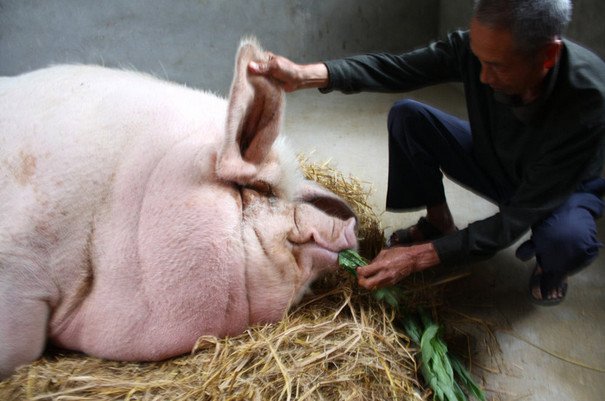 农村重达1吨的猪,好吃喝,死前主人喂它吃人参鹿茸