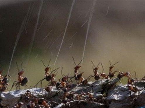 电动车靠边站,蚂蚁口水或拯救蓝天?