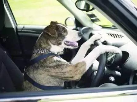 没被驾校教练骂过的人生是不完整的！