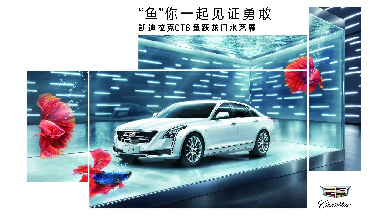 为什么凯迪拉克鱼缸装置是成都营销史上最好的