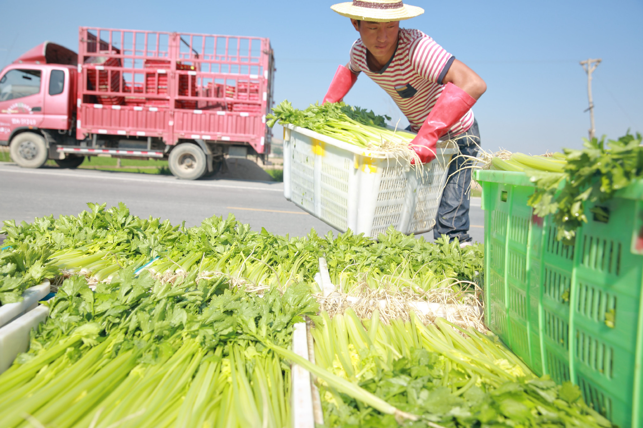 甘肃定西:夏季蔬菜采收忙