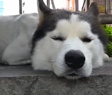 最后宠主说给哈士奇吃它最爱的鸡腿也没用,看来爱犯二的哈士奇也是很
