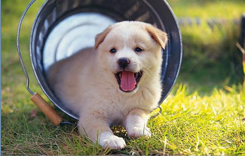 AlphaGoʷǿһ15˭˵ִױʤ