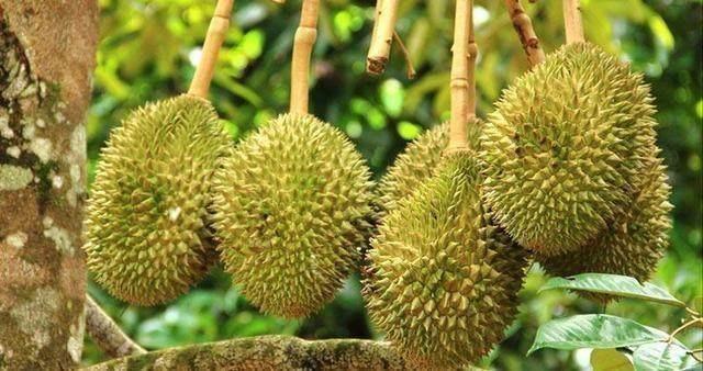 就是一颗榴莲树明明能长那么多榴莲,为什么榴