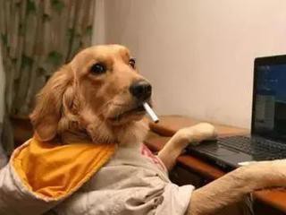 一周神回复|薛之谦的段子可能败给你们了