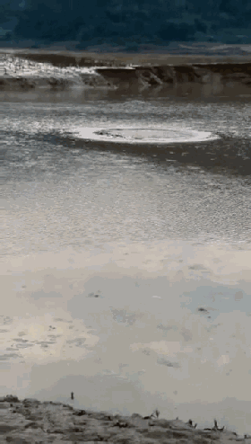 云南曲靖水塘的"巨型水怪"原来是这个