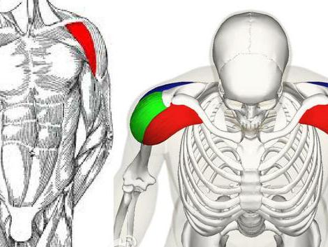 大神都是这样训练三角肌前束3动作让三角肌. 