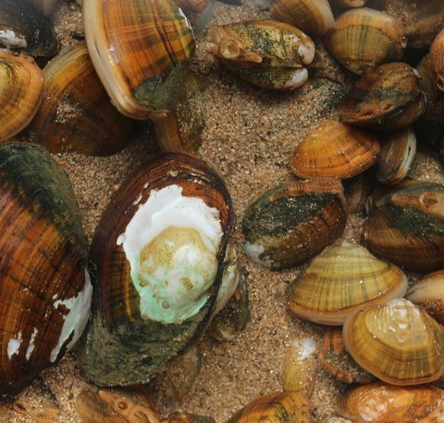 农村十大野味排行榜,排第一的千元一斤早已难