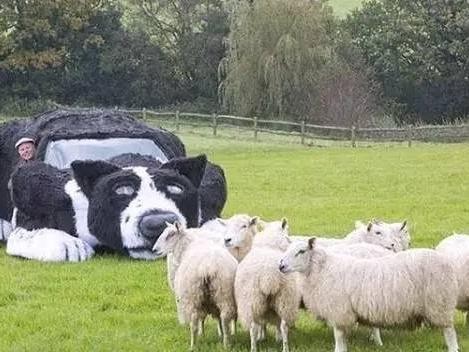 心疼狗太累，大叔耗资2万造“牧羊车”！