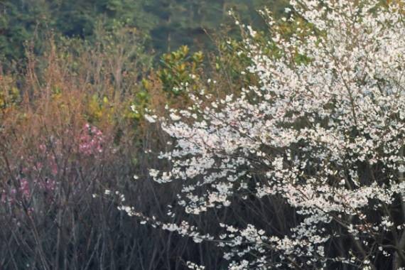 10万元的预算，除了朗逸还有更吊炸天的互联网SUV！