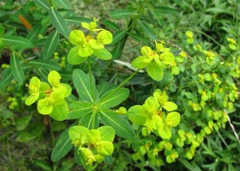 农村随处可见的9种野草竟然是农民的救命稻草