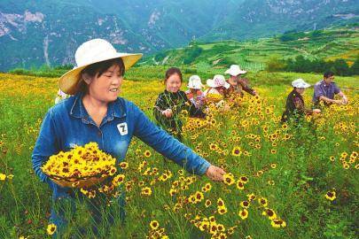 500亩高山雪菊又迎"采花人"