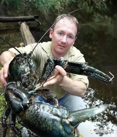 澳洲巨型淡水龙虾濒临灭绝 可长到6公斤活60年_北京论坛_爱卡汽车移动版