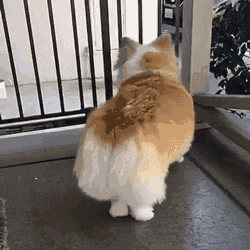 看同时具有柯基臀, a4腰的美女是怎么显摆的