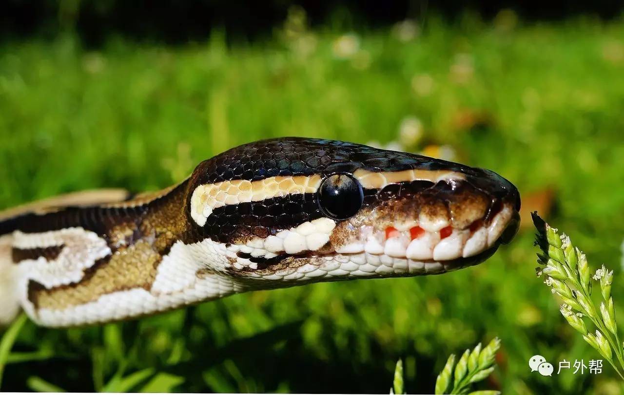 毒蛇咬伤预防和处理 野外活动必学的事！