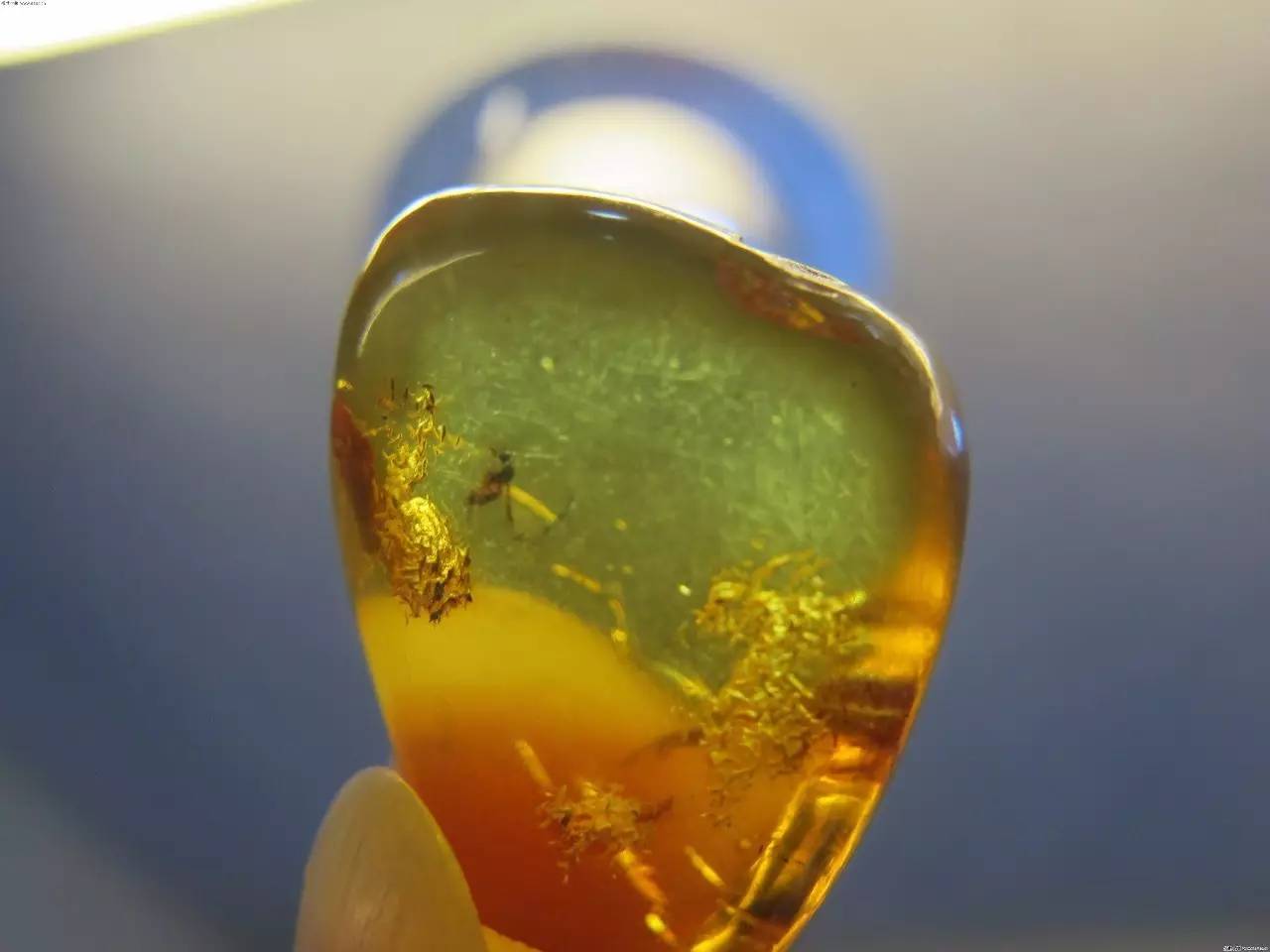 琥珀的种类和产地?虫珀的产地你知道几个(下)