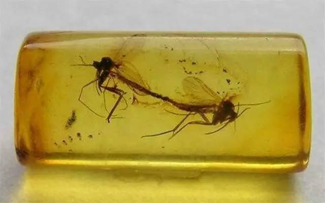 琥珀的种类和产地?虫珀的产地你知道几个(上)