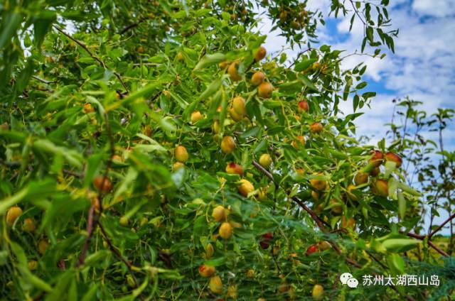 酥脆鲜甜 水分十足 苏州西山岛入秋第一果就是它啦