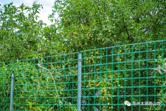 酥脆鲜甜 水分十足 苏州西山岛入秋第一果就是它啦