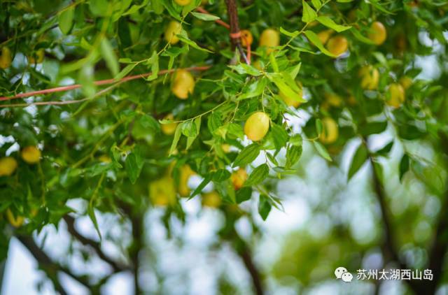 酥脆鲜甜 水分十足 苏州西山岛入秋第一果就是它啦