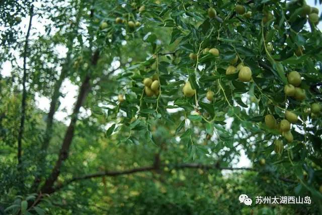 酥脆鲜甜 水分十足 苏州西山岛入秋第一果就是它啦