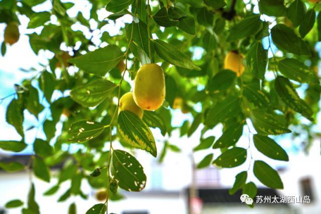 酥脆鲜甜 水分十足 苏州西山岛入秋第一果就是它啦