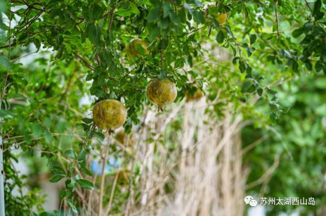 酥脆鲜甜 水分十足 苏州西山岛入秋第一果就是它啦