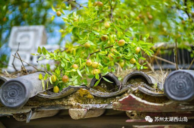 酥脆鲜甜 水分十足 苏州西山岛入秋第一果就是它啦