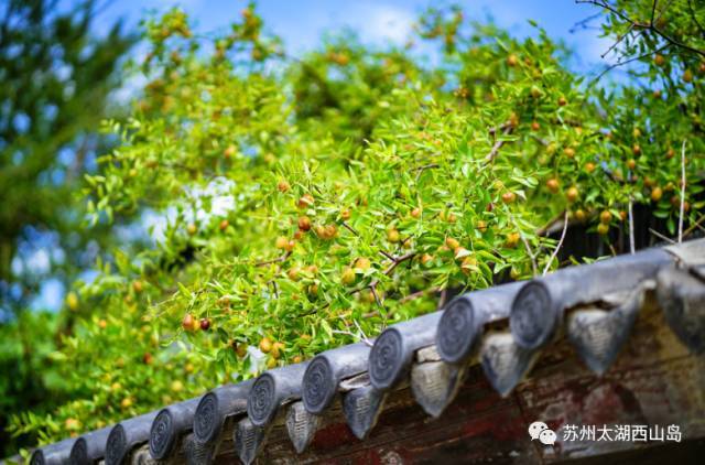 酥脆鲜甜 水分十足 苏州西山岛入秋第一果就是它啦