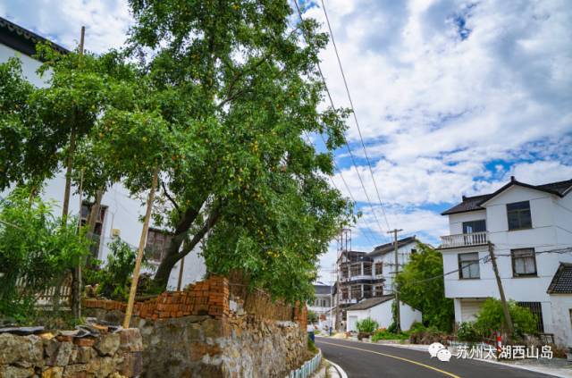 酥脆鲜甜 水分十足 苏州西山岛入秋第一果就是它啦