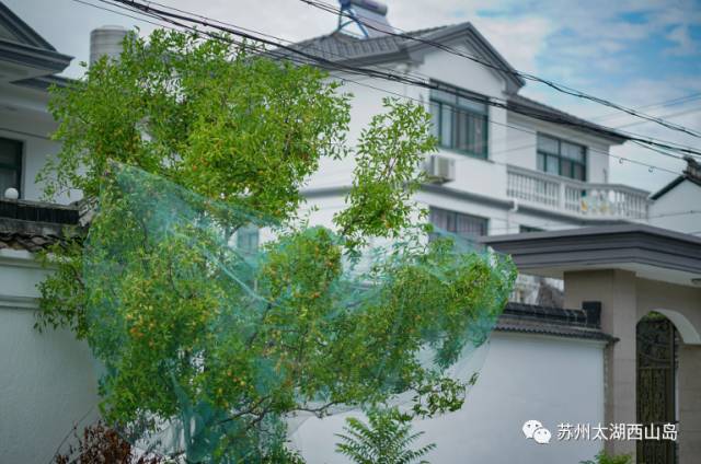 酥脆鲜甜 水分十足 苏州西山岛入秋第一果就是它啦