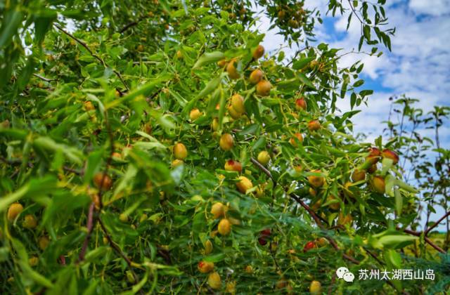 酥脆鲜甜 水分十足 苏州西山岛入秋第一果就是它啦