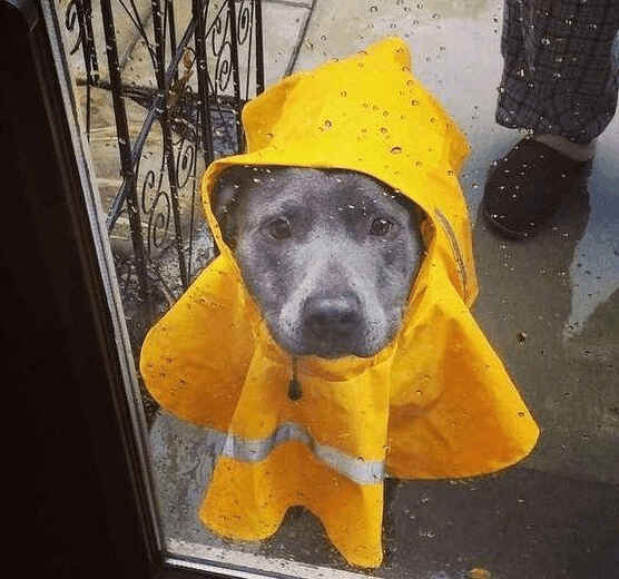 给宠物狗穿雨衣, 我最服哈士奇 二哈的主人