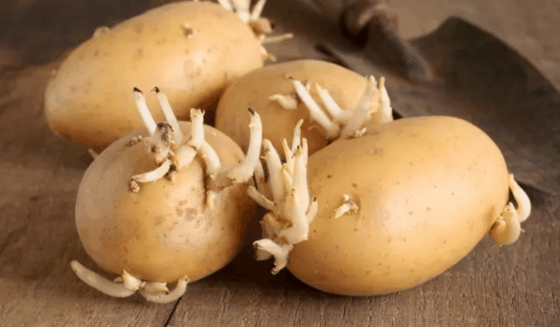 马铃薯长芽有毒，那蒜头长芽可以吃吗？
