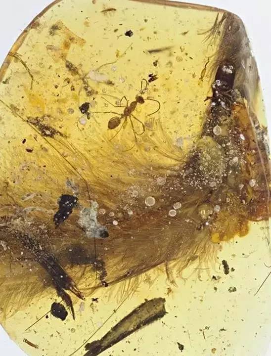 琥珀是什么？琥珀中的十大神秘发现