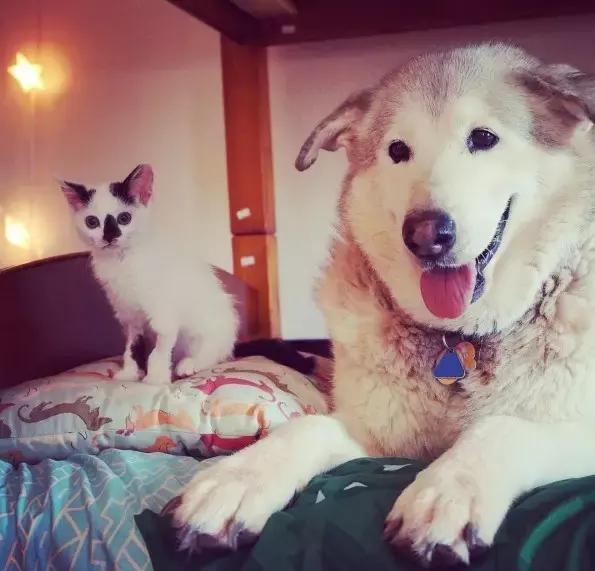 为了一只深爱的猫,这只狗狗开始给身边所有的猫当保姆