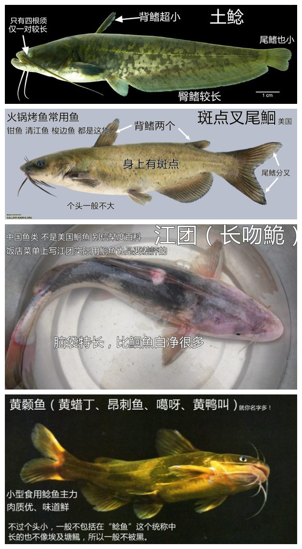 鲶鱼是世界上最脏的鱼?谣言!但确实有一种需要注意