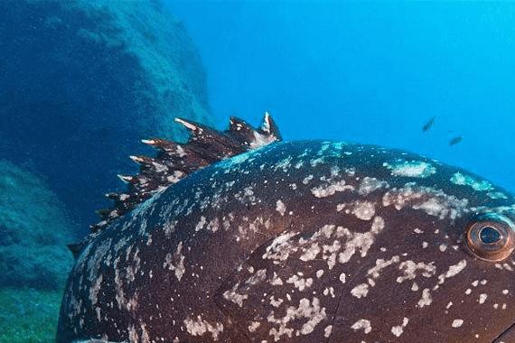 不买途观汉兰达？我们还有更好的选择！