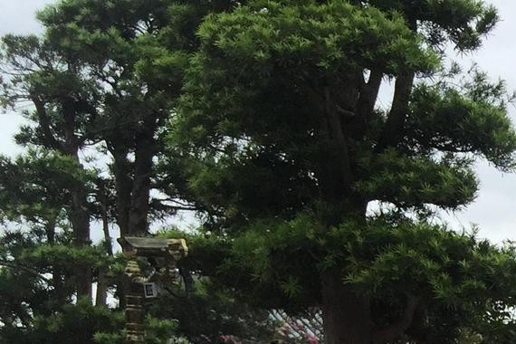 比迈腾大，比雅阁豪华，14万还买啥速腾、思域