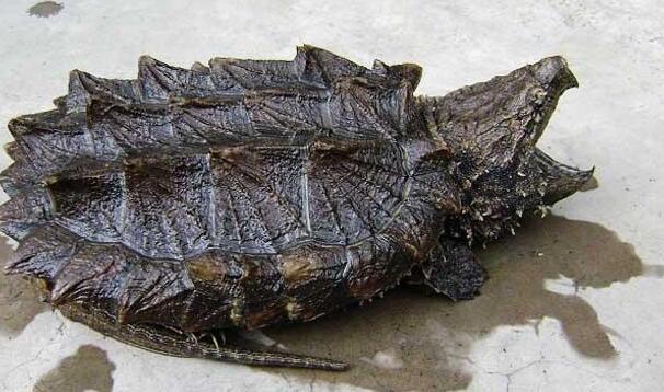 地球上最凶的乌龟,号称龟中霸王龙,最古老爬行