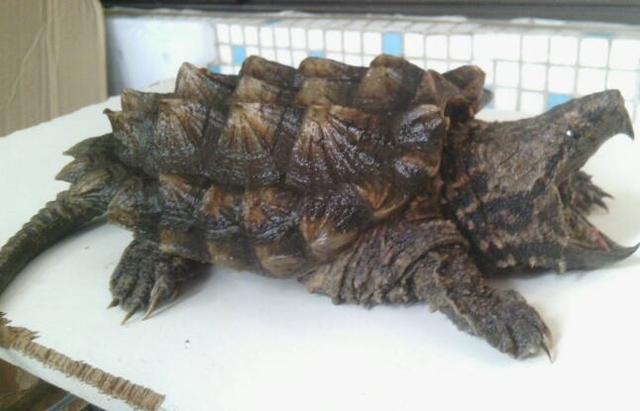 地球上最凶的乌龟,号称龟中霸王龙,最古老爬行